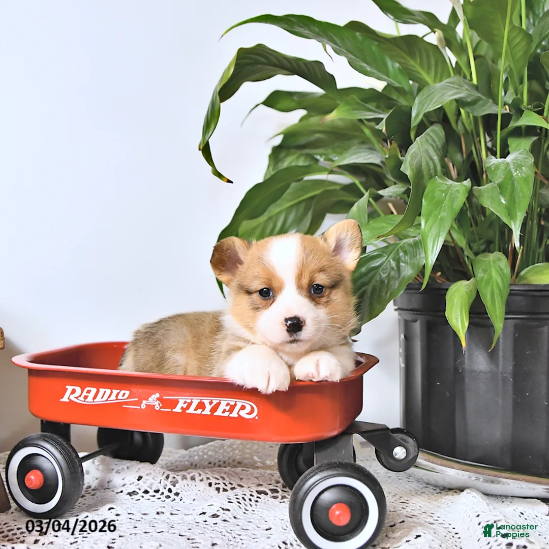 Welsh Corgi Pembroke dogs for sale: Kristy - Ad 2