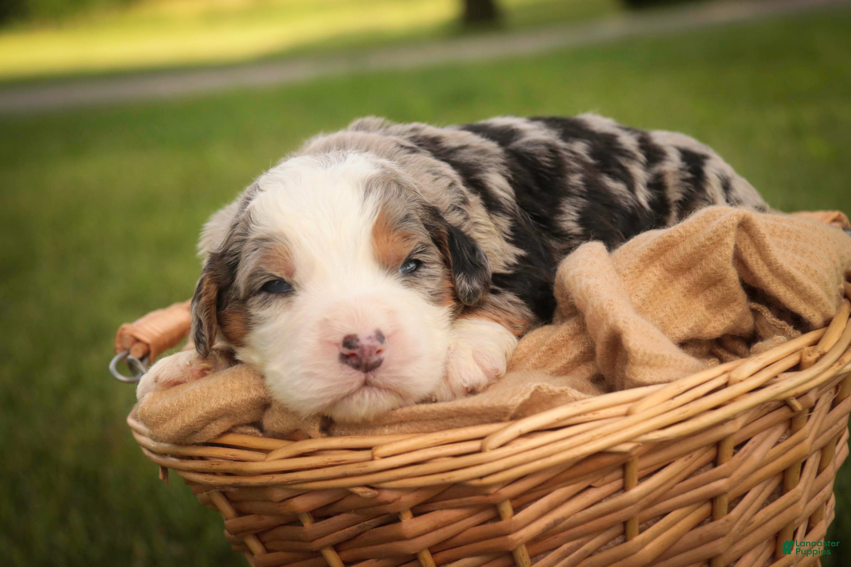 Mini Bernedoodle dogs Mingo Mini Bernedoodle  - Ad 2