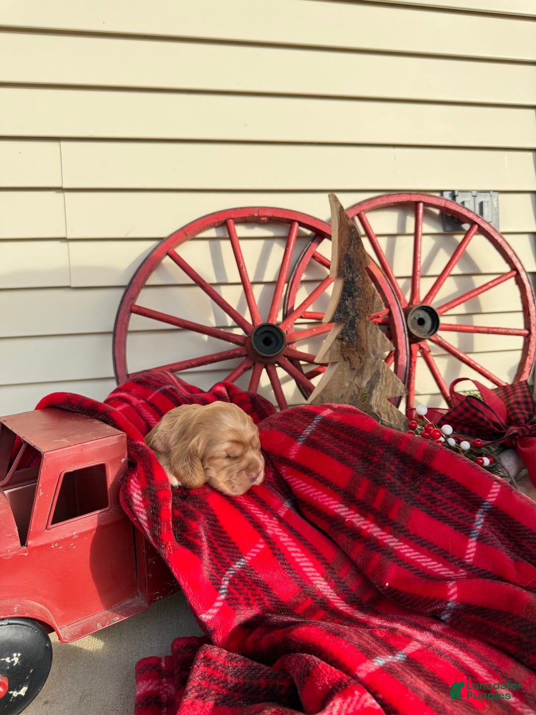 Cocker Spaniel dogs for sale: Arlo - Ad 2