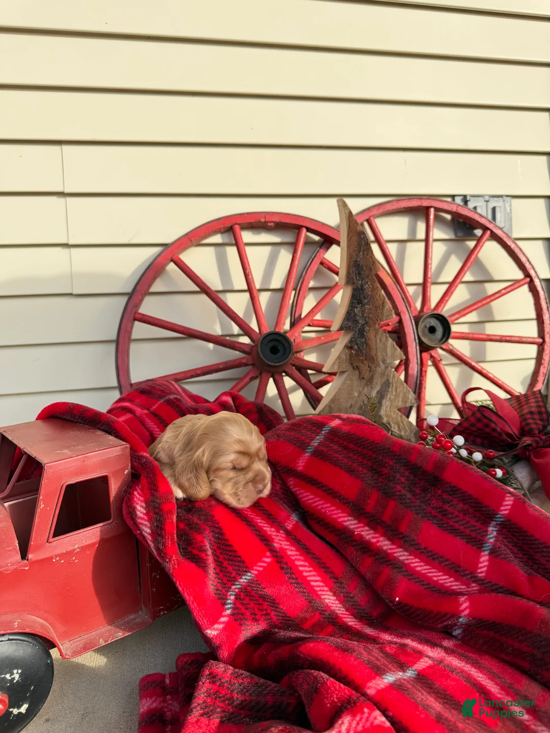 Cocker Spaniel dogs for sale: Arlo - Ad 4