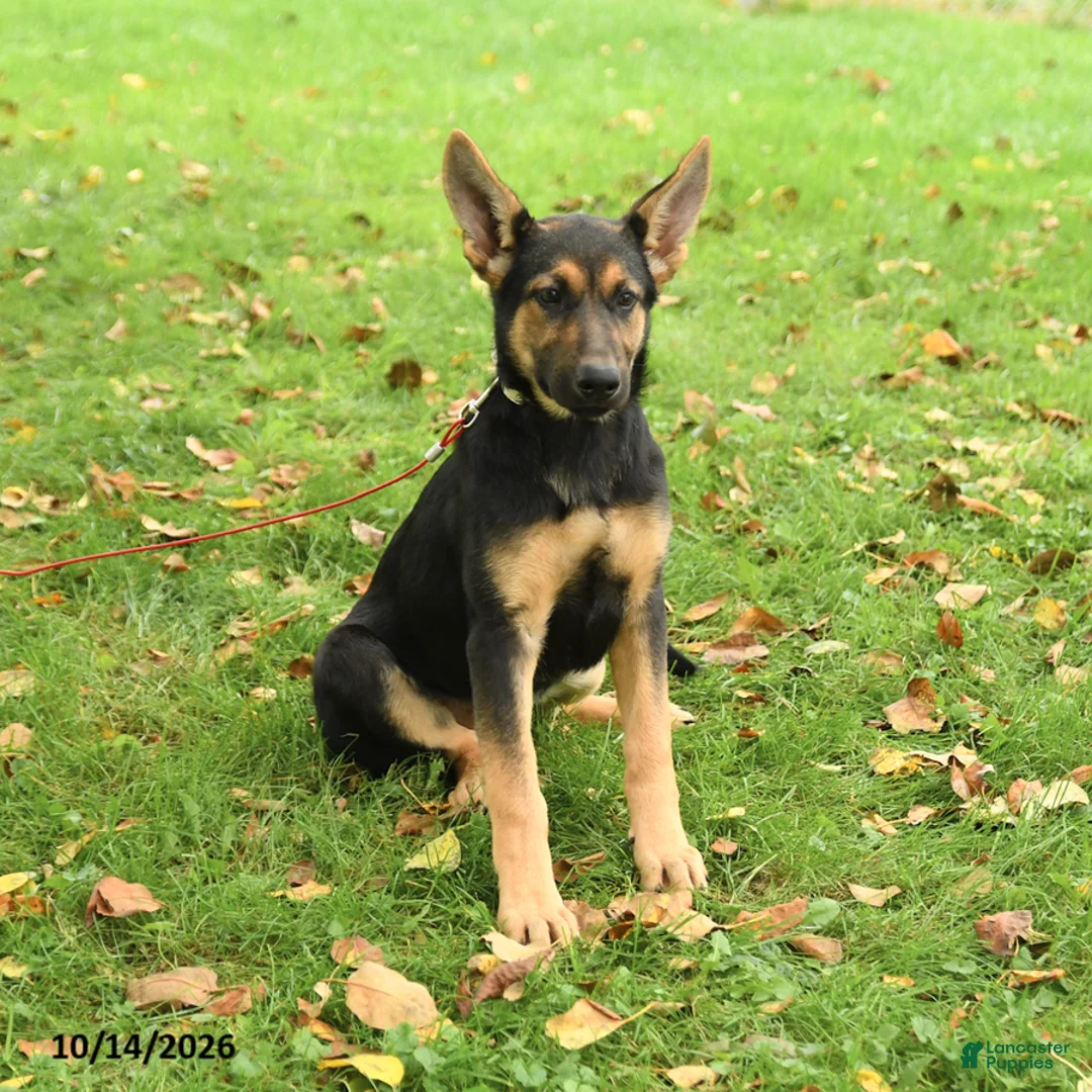German Shepherd dogs for sale: Nutmeg - Ad 2