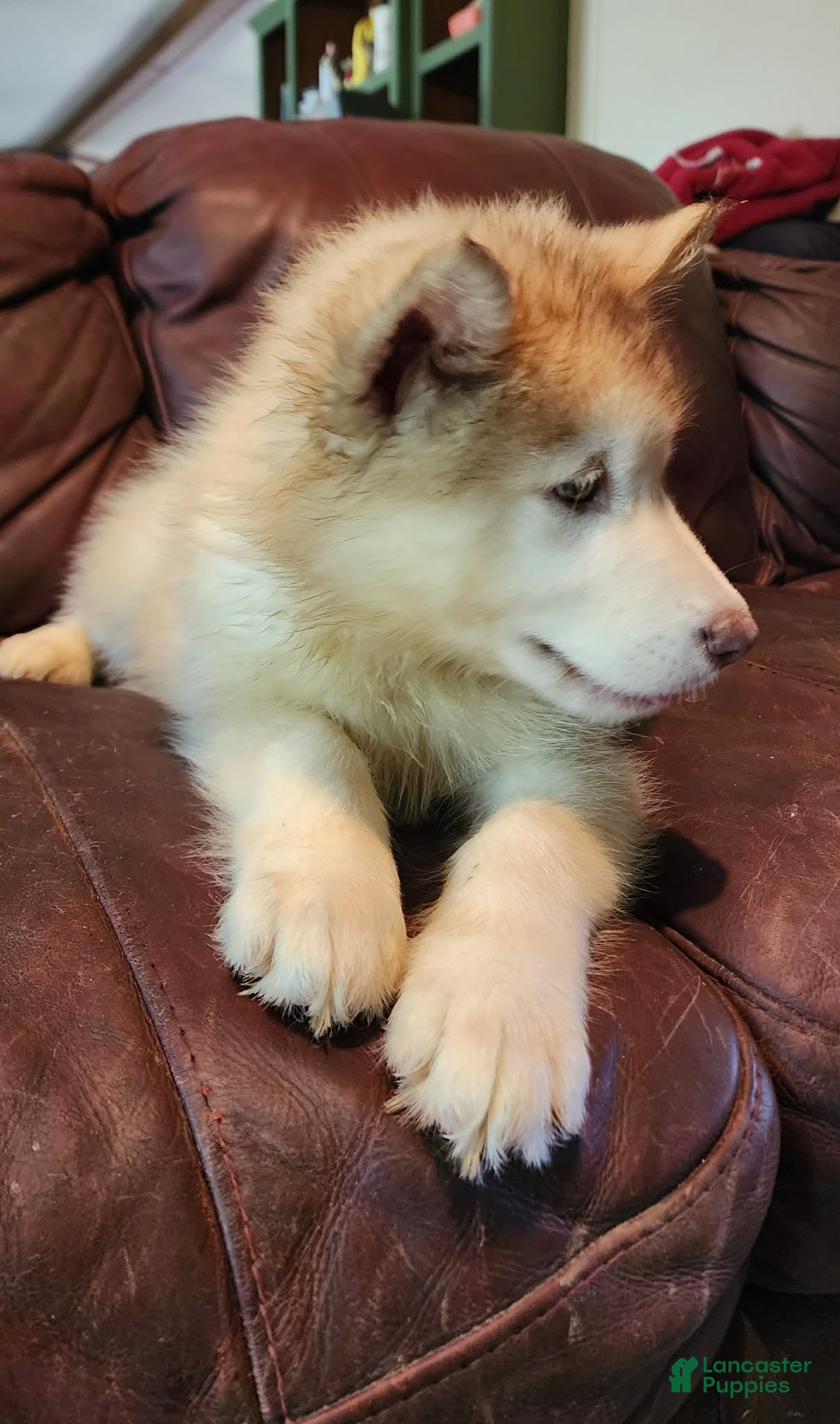 Alaskan Malamute dogs Alaskan Malamute 4 - Ad 2