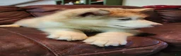 Alaskan Malamute dogs for sale: Alaskan Malamute 4 - Ad 2