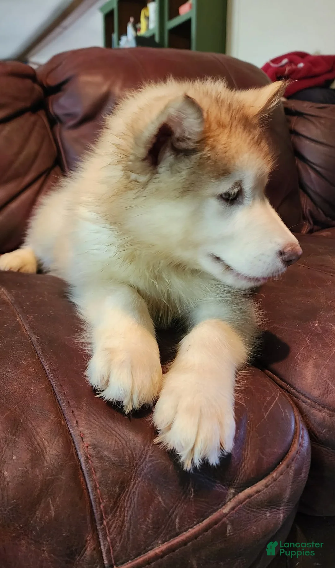 Alaskan Malamute dogs for sale: Alaskan Malamute 4 - Ad 2