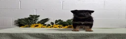 German Shepherd dogs for sale: Hunter  - Ad 5