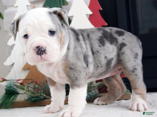 Olde English Bulldogge dogs Jingle Bells - Ad 1