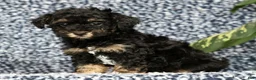 Havapoo dogs for sale: Tinker - Ad 1