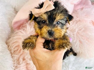Yorkshire Terrier dogs Yorkshire Terrier Puppy - Ad 1