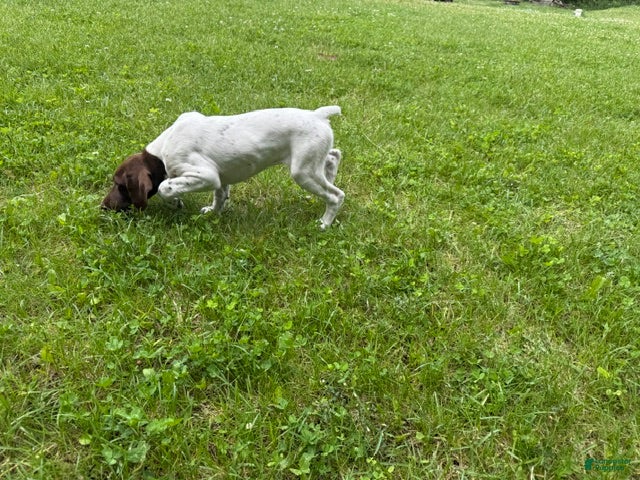 German Shorthaired Pointer dogs Lainey - Ad 1