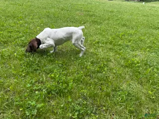 German Shorthaired Pointer dogs for sale: Lainey - Ad 3