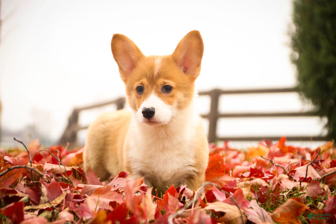 Welsh Corgi Pembroke dogs for sale: Steele - Ad 6