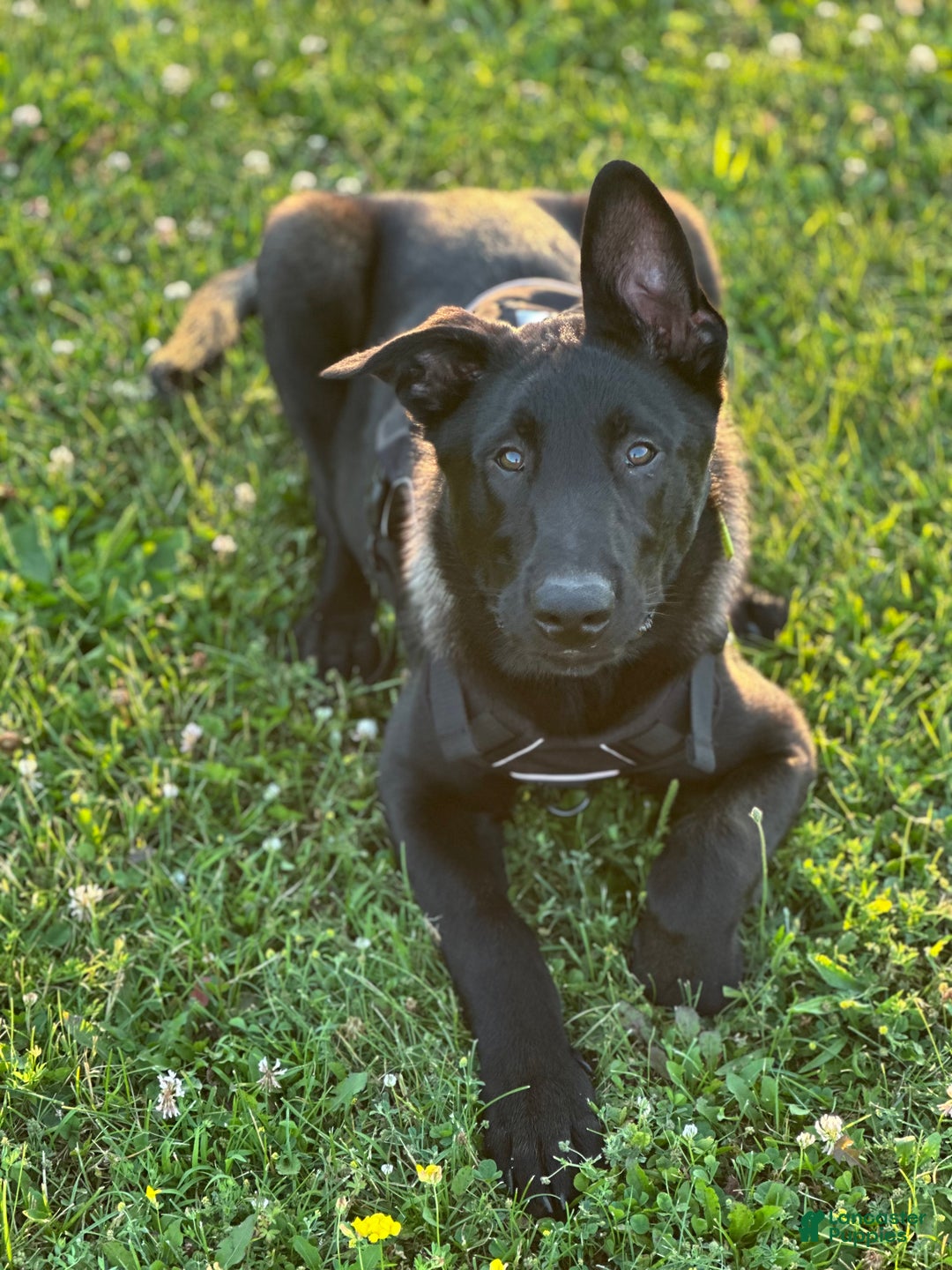 Belgian Malinois dogs for stud: Bode for stud - Ad 8