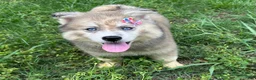 Siberian Husky dogs for sale: REYNA - Ad 10