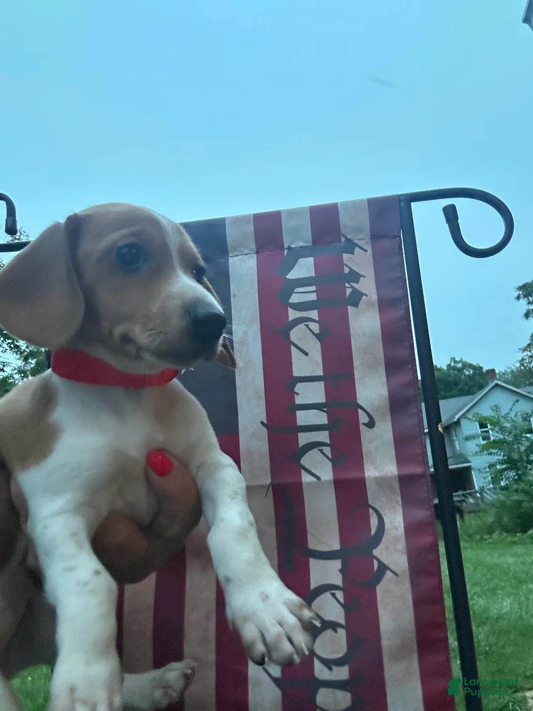 Miniature Dachshund dogs for sale: Miniature Dachshund 2 - Ad 1