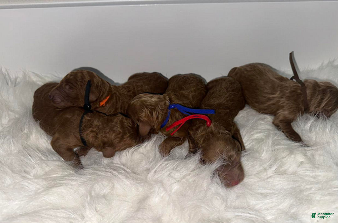 Goldendoodle dogs for sale: Black boy - Ad 4