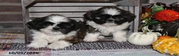 Shih Tzu dogs for sale: Gilbert - Ad 8