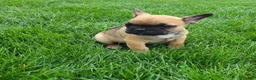 French Bulldog dogs for sale: Spike - Ad 4