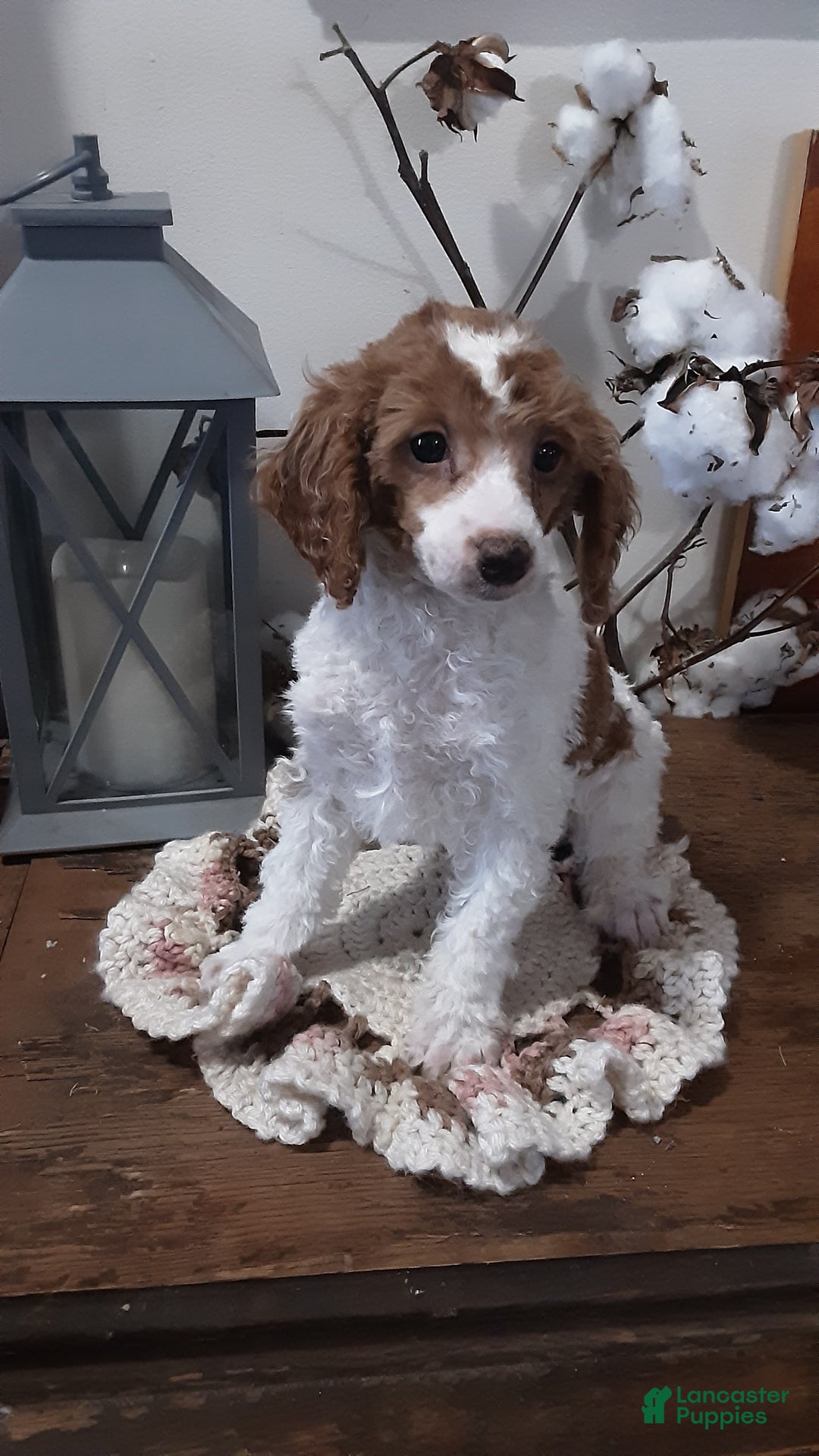 Toy Poodle dogs for sale: Toby - Ad 4