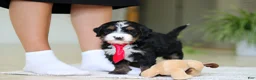 Mini Bernedoodle dogs for sale: Chico - Ad 13