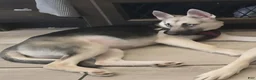 Gerberian Shepsky dogs for sale: Gerberian Shepsky Puppy 1 - Ad 1