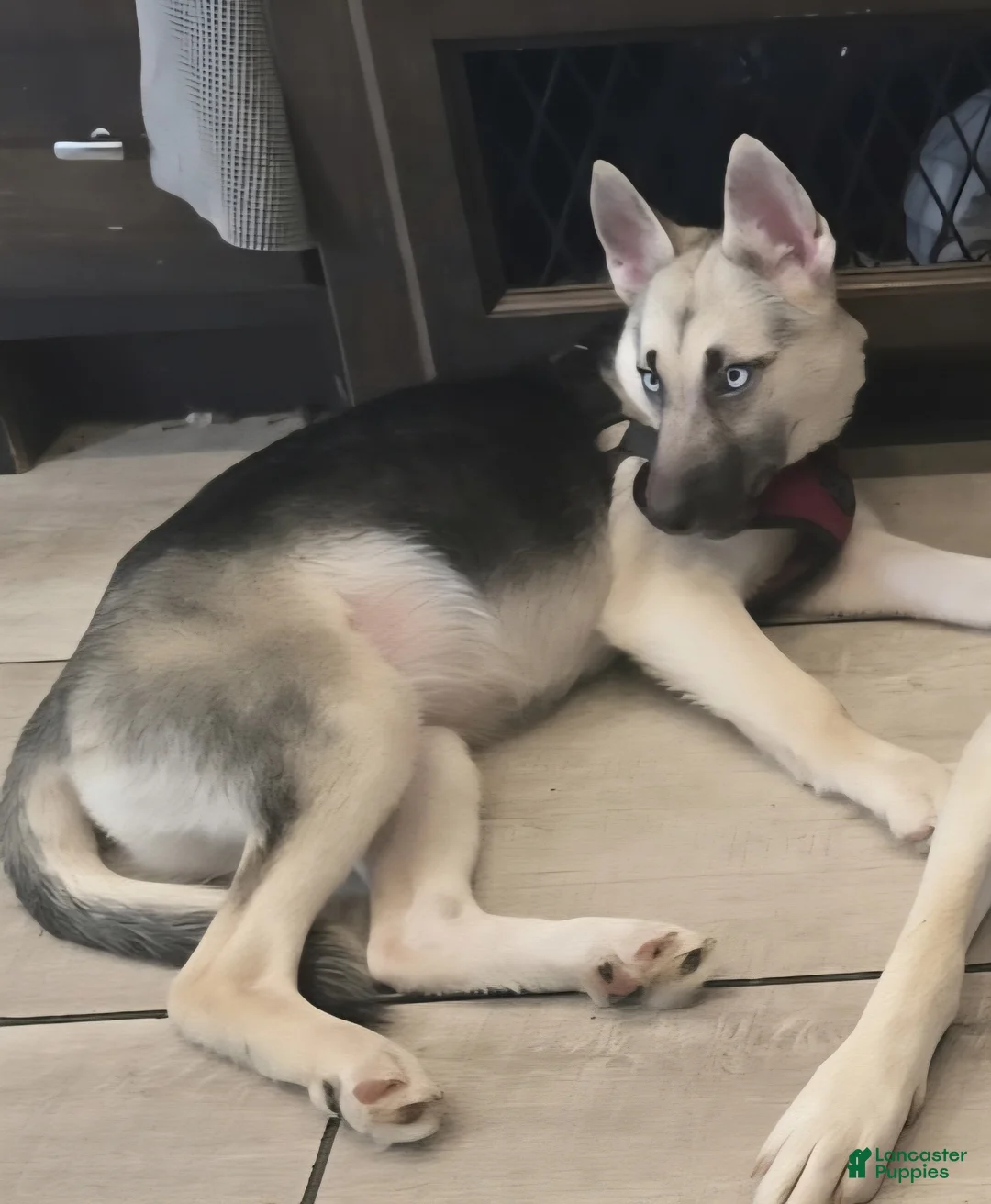 Gerberian Shepsky dogs for sale: Gerberian Shepsky Puppy 1 - Ad 1