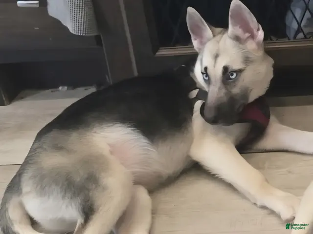 Gerberian Shepsky dogs for sale: Gerberian Shepsky Puppy 1 - Ad 1