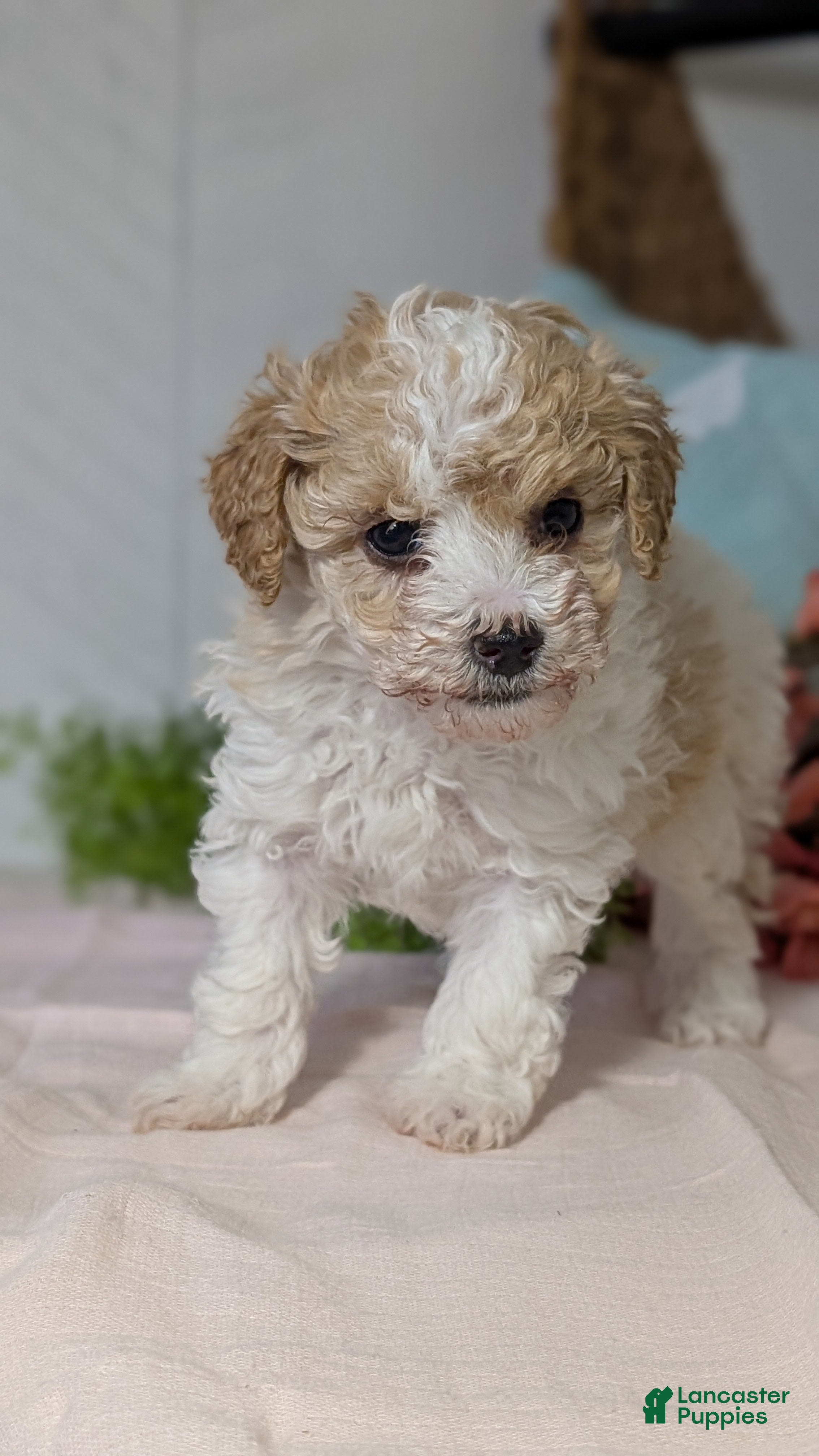 Miniature Poodle dogs Zoey - Ad 7