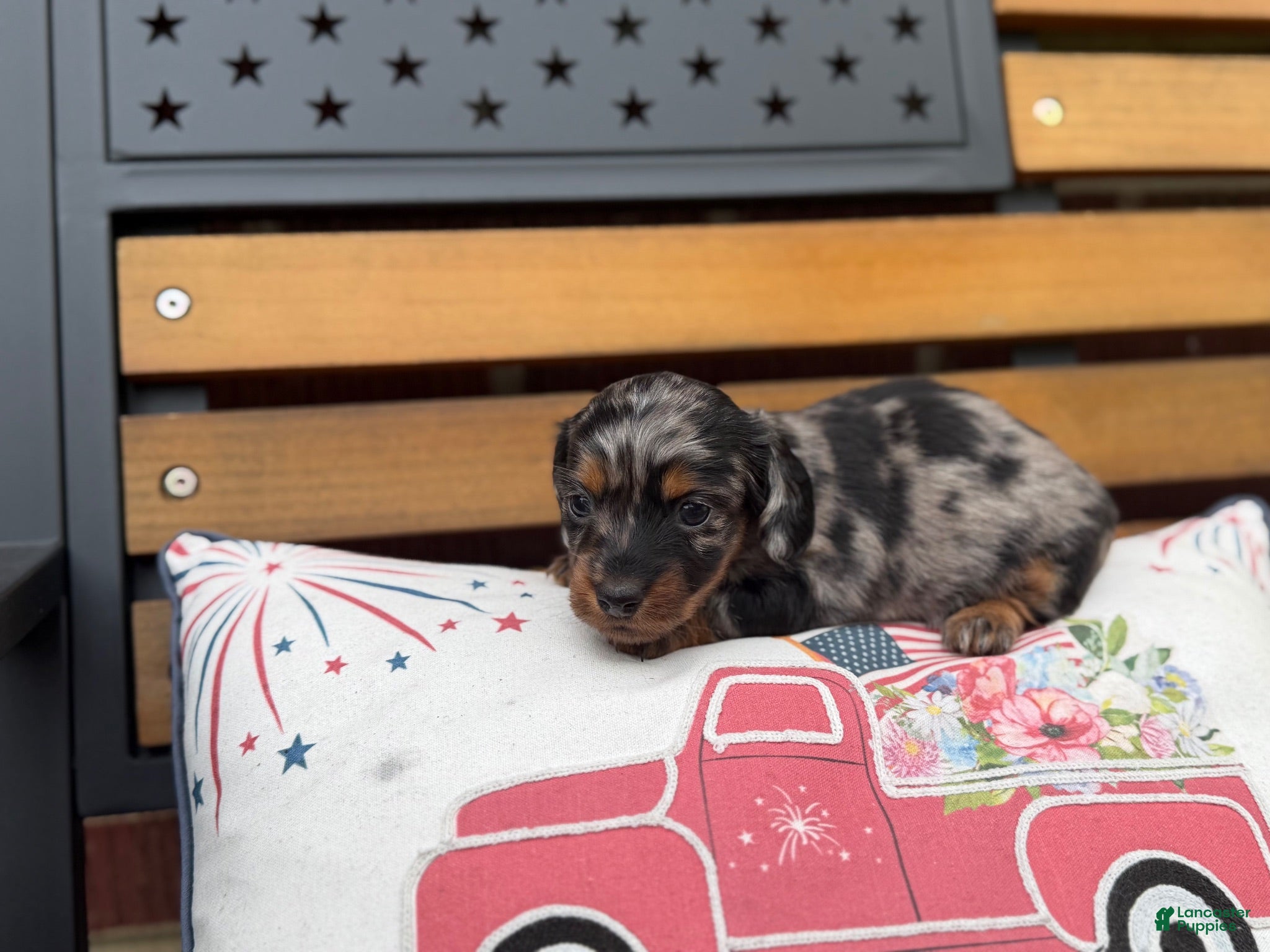Miniature Dachshund dogs Briar - Ad 2
