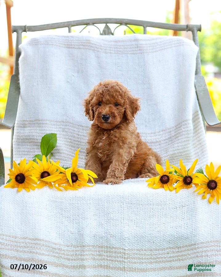 Mini Goldendoodle dogs Jordan - Ad 2