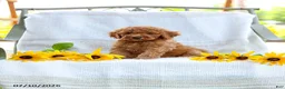 Mini Goldendoodle dogs for sale: Jordan - Ad 2