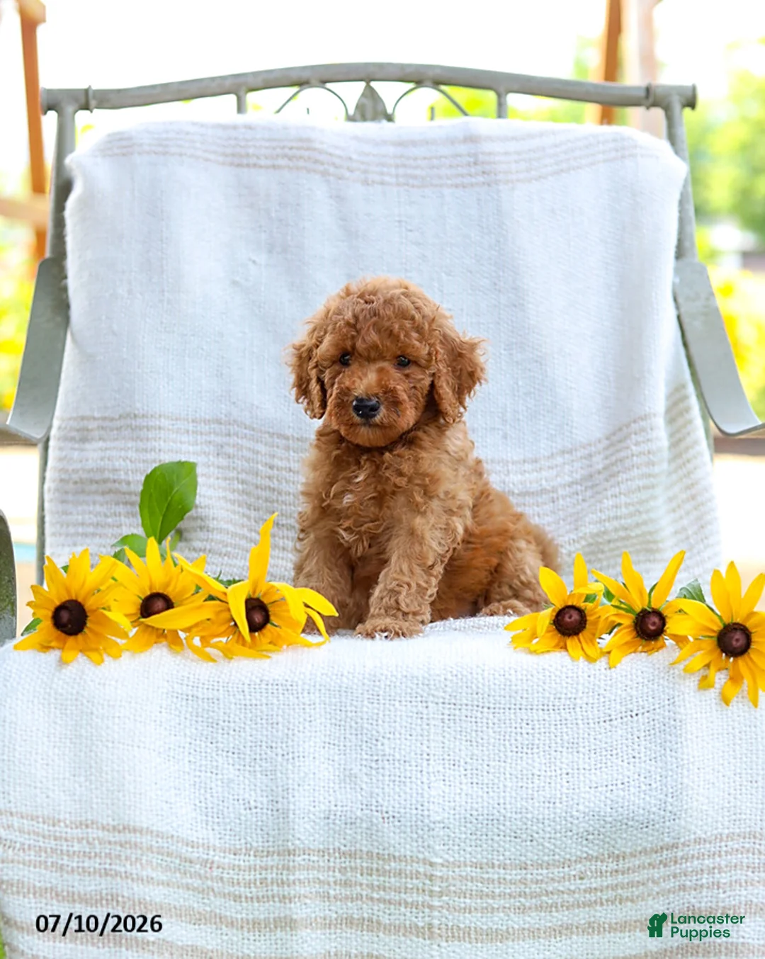 Mini Goldendoodle dogs for sale: Jordan - Ad 2