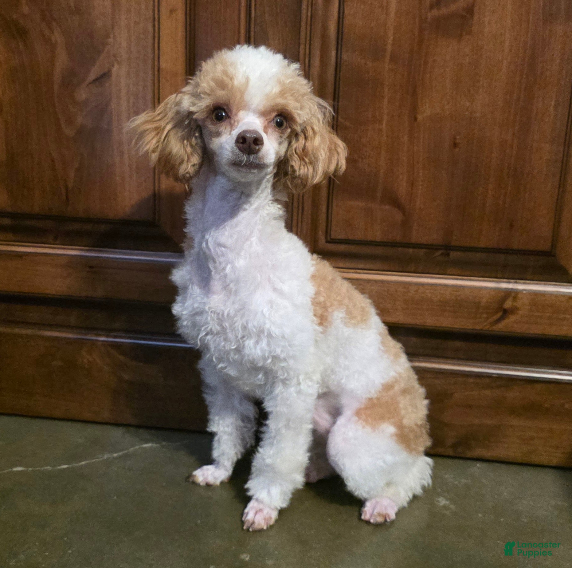Standard Poodle dogs Elvis - Ad 1