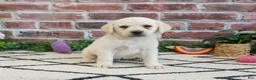 Labrador Retriever dogs for sale: Whitney  - Ad 6