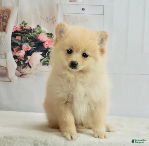 Gallery Image {{count}}