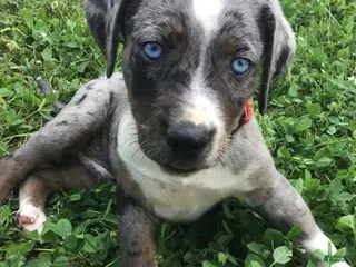Catahoula Leopard Dog dogs for sale: Red, Male - Ad 4