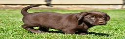 Labrador Retriever dogs for sale: Champ - Ad 6