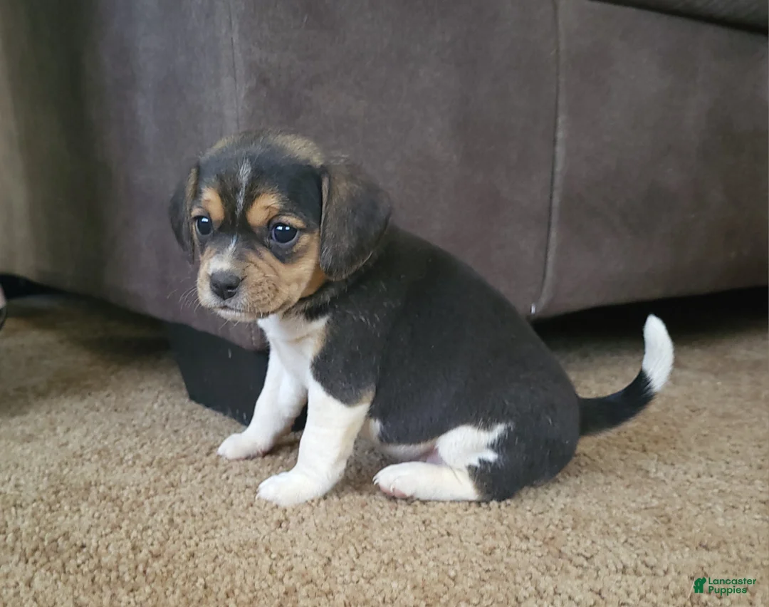 Puggle dogs for sale: Ginger - Ad 2