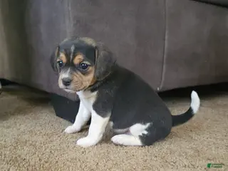 Puggle dogs Ginger - Ad 4