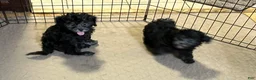 Shihpoo dogs for sale: Shihpoo 4 - Ad 2