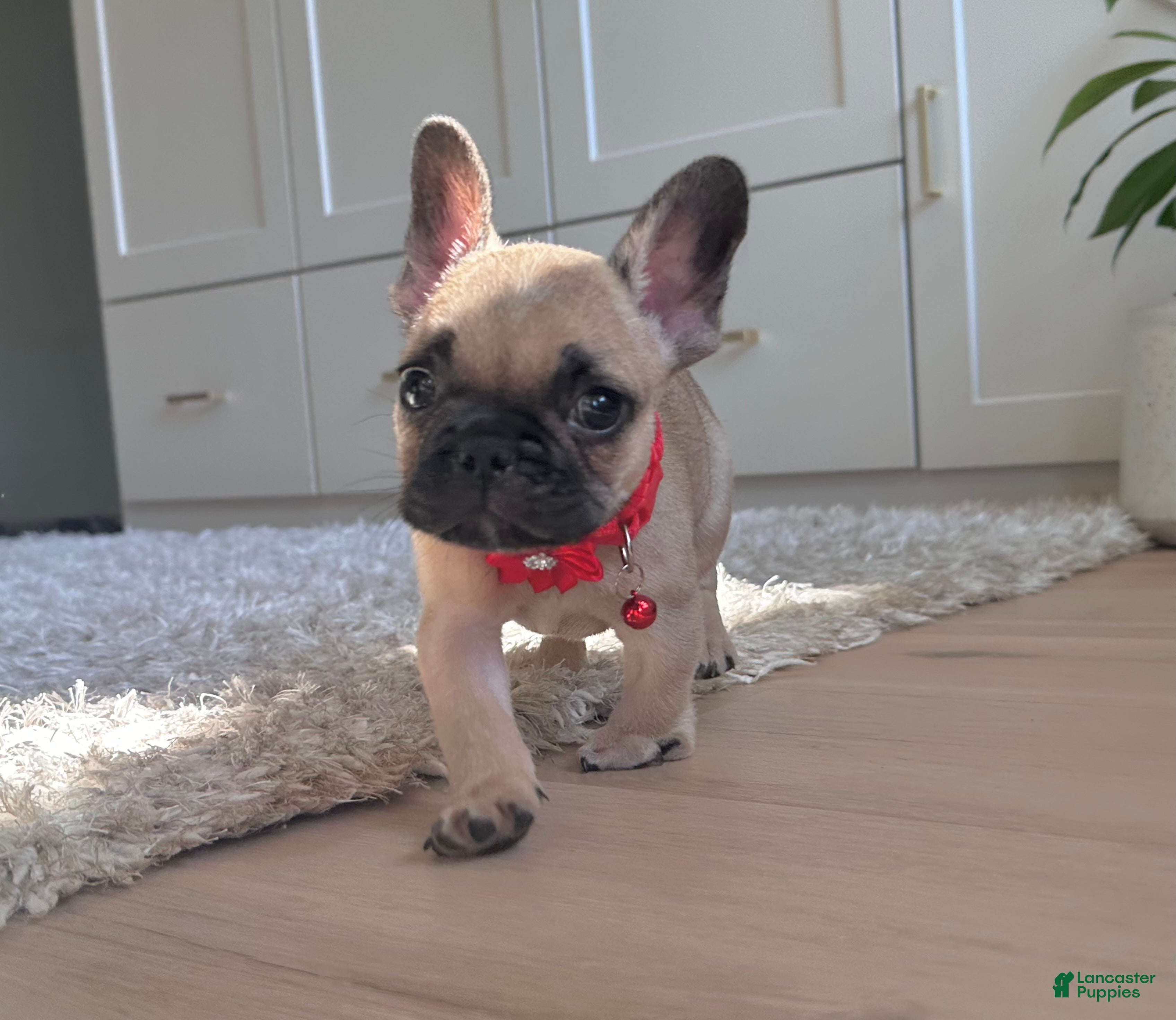 French Bulldog dogs Ricky - Ad 2