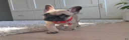 French Bulldog dogs for sale: Ricky - Ad 2