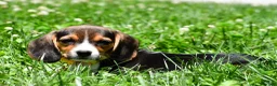 Beagle dogs for sale: Veronica - Ad 6