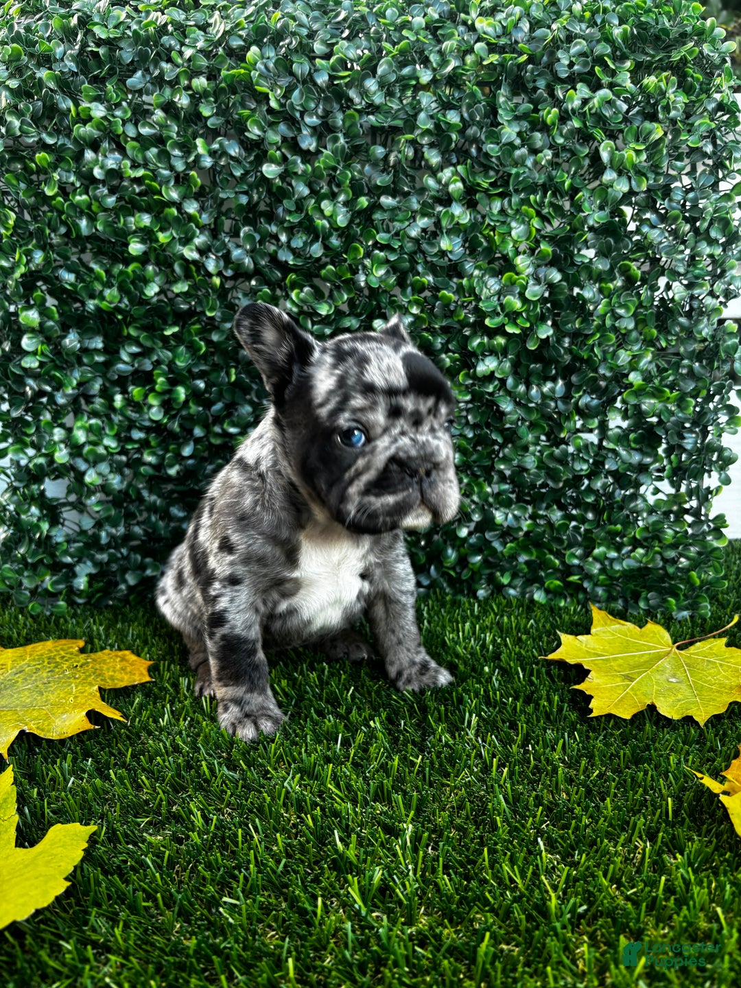 French Bulldog dogs for sale: Lighting - Ad 3