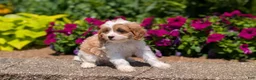 Cavapoo dogs for sale: Rayna - Ad 9