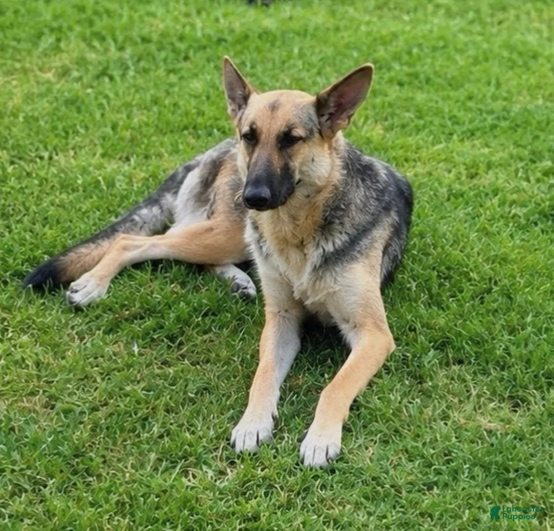 German Shepherd dogs for sale: Heidi - Ad 2