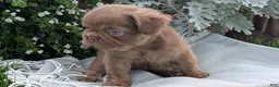 French Bulldog dogs for sale: Ozzy - Ad 4