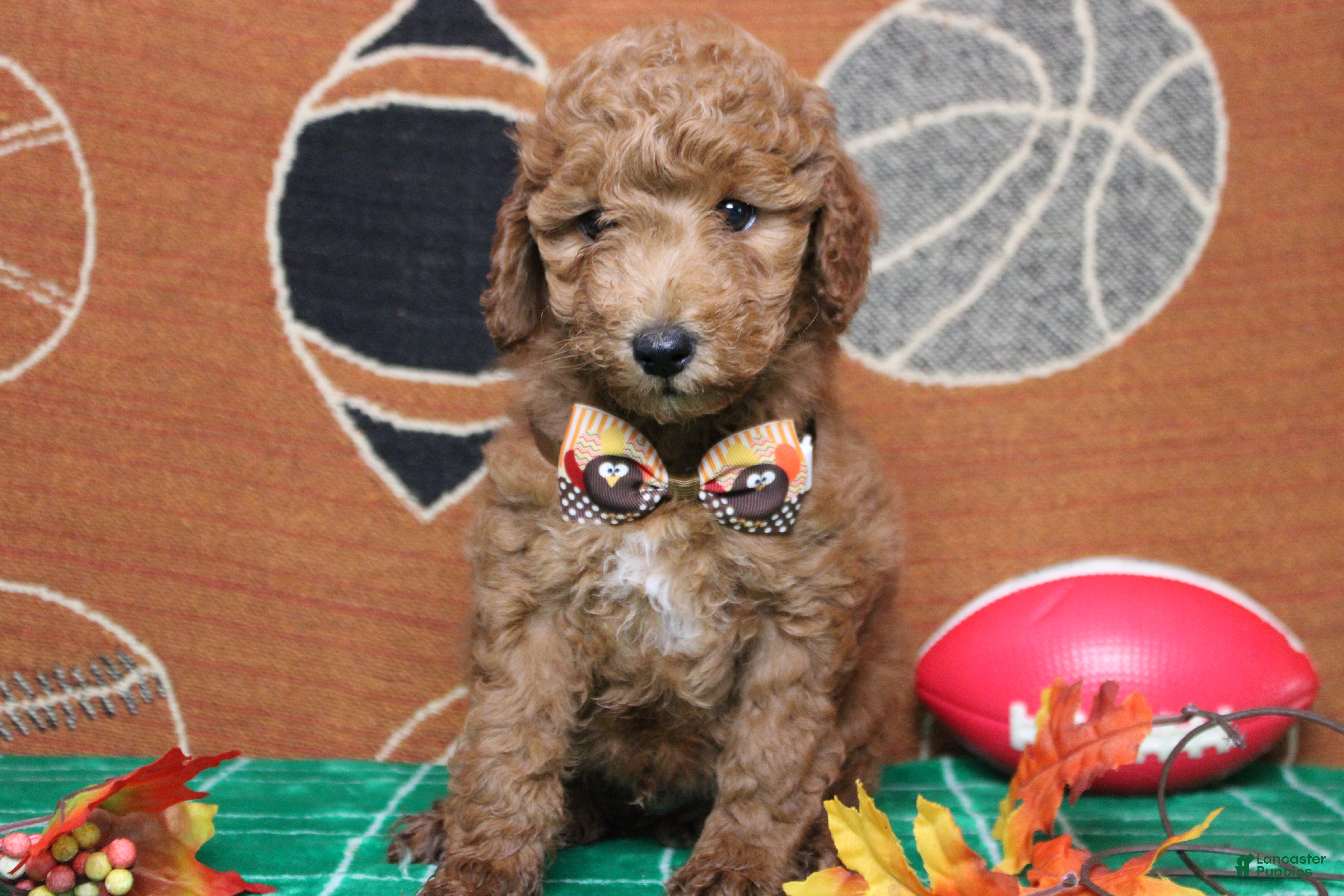 Mixed Breed dogs Seville - Ad 24