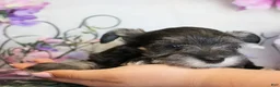 Miniature Schnauzer dogs for sale: Trinity - Ad 4