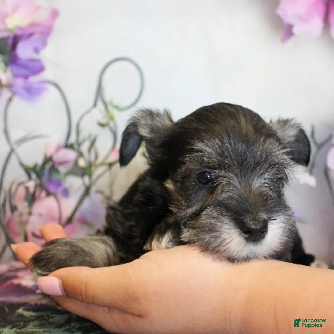 Miniature Schnauzer dogs for sale: Trinity - Ad 4