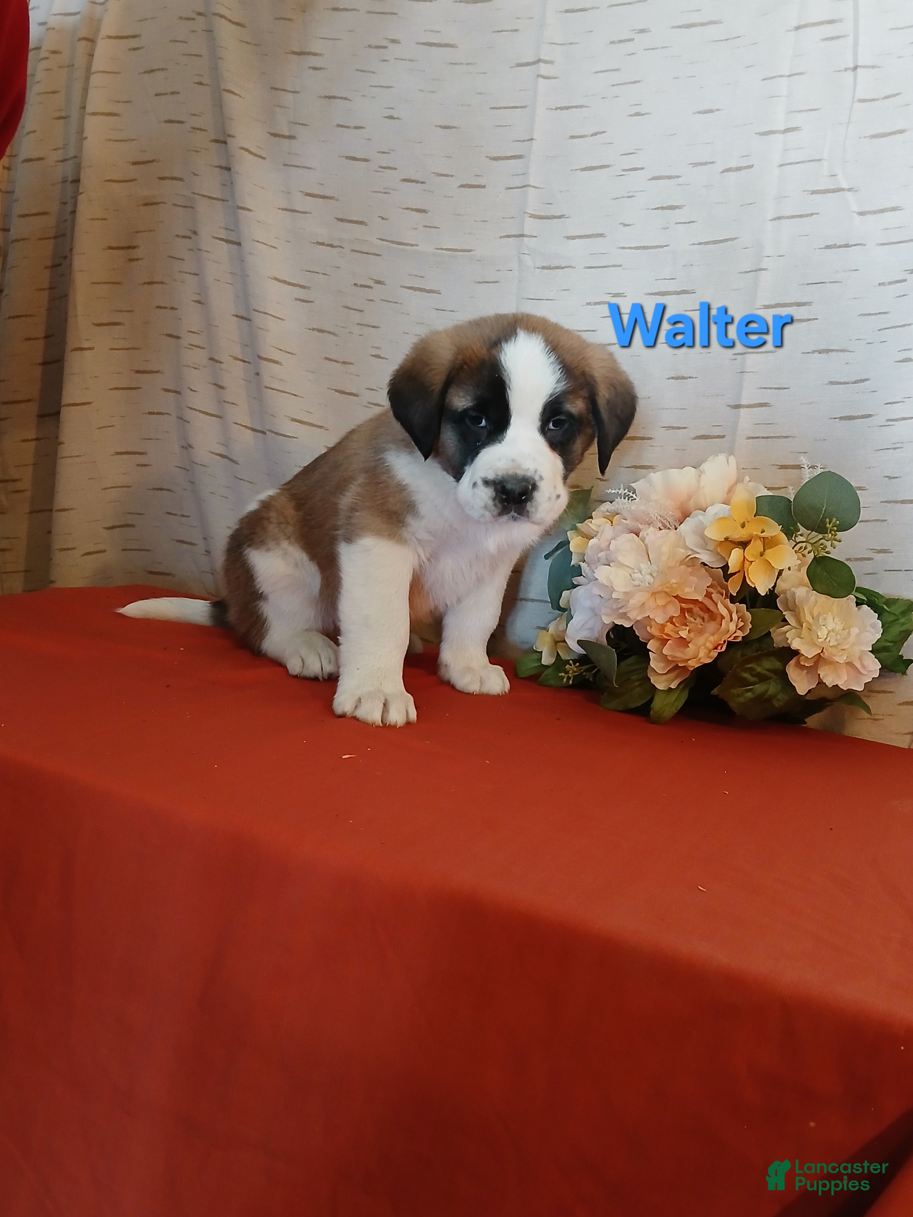 Saint Bernard dogs Walter  - Ad 2